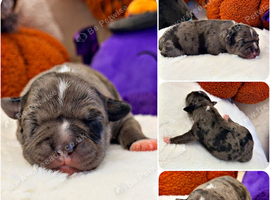 STAFFVALOR | KC REGISTERED STAFFORDSHIRE BULL TERRIER PUPPIES