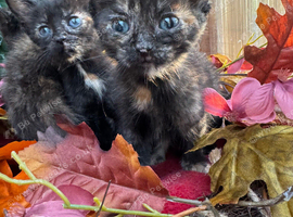 CALICO FEMALE KITTENS TO RESERVE
