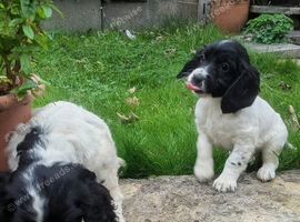 Cocker spaniel pups