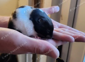 Female Syrian Hamster