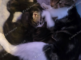 Lovely mixed breed kittens