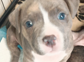 Staff x pocket bully