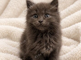 2 kittens