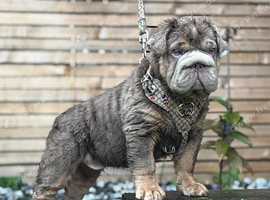 Beautiful English bulldog pup