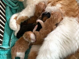 Kittens
