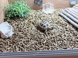 Tortoise & Full Set Up 5 months old