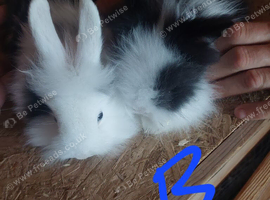 Baby lionheads beautiful colours ready now