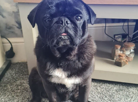 Black and platinum pug stud