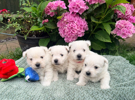 Gorgeous West Highland Terrier puppies