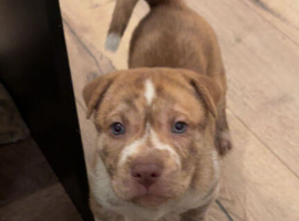 Sharpei x staff