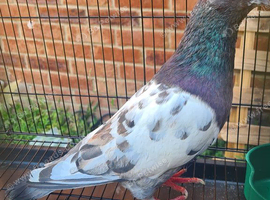 Lovely molaman cock