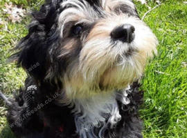 Beautiful 1-Year-Old Female Cavachon Looking for Her Forever Home ️