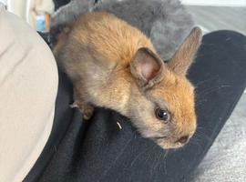 2 baby rabbits still looking for there home