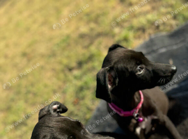 Whippet puppys