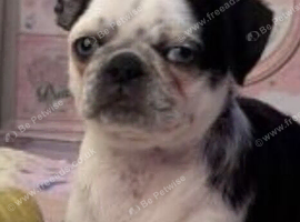 Panda Pug with blue eyes