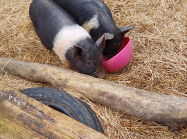 Miniature brother and sisterpiglets