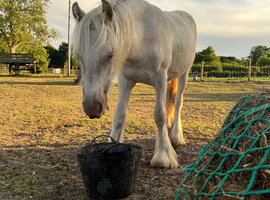 Lilly the filly