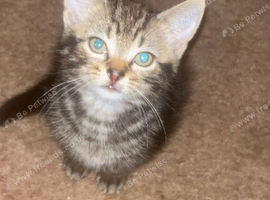 boy kitten