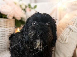 Cavapoo &times; Border Terrier cross.