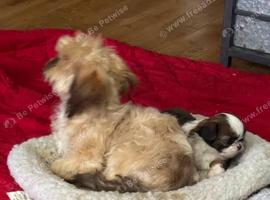 Shih tzu male puppy