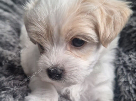 Morkies