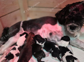 Gorgeous little black and white lhasa apso puppies born 9/8/26.