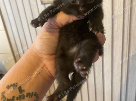 Boy kitten