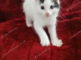 3 Beautiful kittens