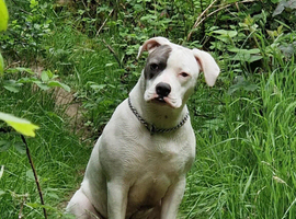 8 American bulldog pups left  ready to go soon