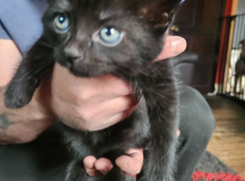 russian  blue x  kittens one black tabby left