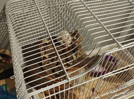 Dwarf hamster