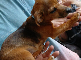 Miniature jack russells
