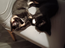 2 cute kittens looking for a new home.