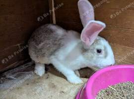 Flemish giants