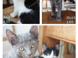 Last Two Kittens Looking For New Homes