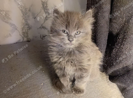 Kittens