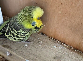 Budgies