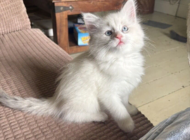 Gorgeous mainecoon x ragdoll