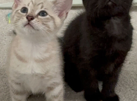 Kittens ready for new home