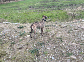 Deerhound saluki grey