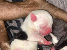 Puppies