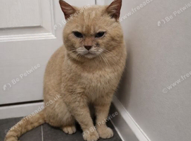Healthy Pedigree Cats & Kittens for Sale &ndash; Moving House