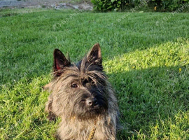 Beautiful KC Reg Cairn Terrier Puppies