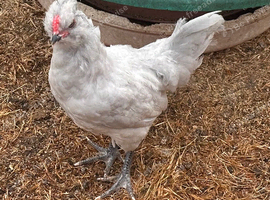 PURE LAVENDER COCKEREL