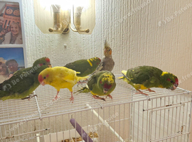 Tame cockatiel and kakariki chicks
