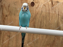 4 Budgies for sale