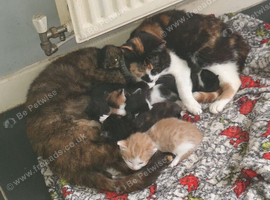 Kittens 7 weeks