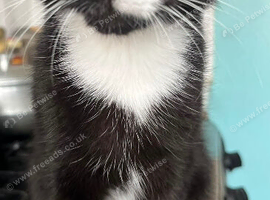 5 month old male kitten