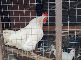 Jersey Giant breeding trio ..................white