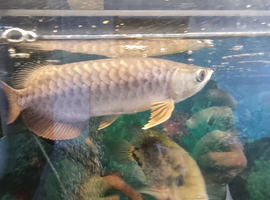 Red tail Golden Arowana